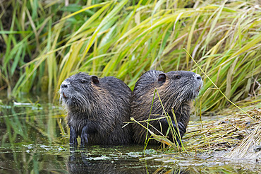 Coypu , Myocastor coypus, Germany, Europe