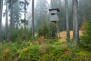 Hunting blind in spruce forest, Spessart, Hesse, Germany, Europe