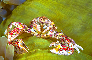 Porcelain crab (Neopetrolisthes oshimai) on its green anemone, Raja Ampat, Indonesia