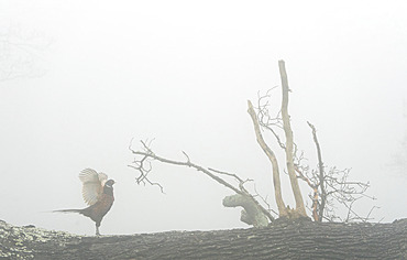 Pheasant (Phasianus colchicus) flapping his wings in the mist, England