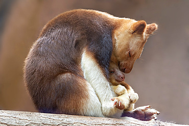 Goodfellow's Tree Kangaroo (Dendrolagus goodfellowi) with joey, New Guinea