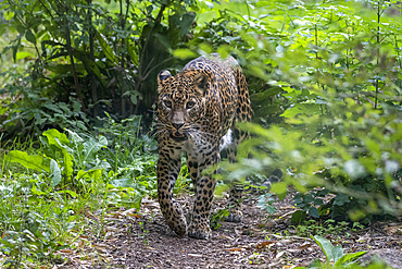 Sri Lanka Leopard (Panthera pardus kotiya) walking, Skri Lanka