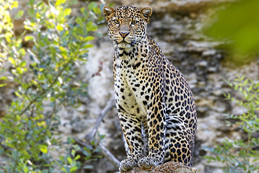 Javan Leopard (Panthera pardus melas), Java Island, Indonesia