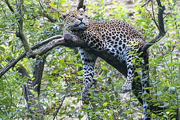 Javan Leopard (Panthera pardus melas) on a branch Java Island, Indonesia