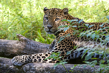 Javan Leopard (Panthera pardus melas), Java Island, Indonesia