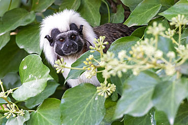 Cotton-headed Tamarin (Saguinus ?dipus), north-west Colombia