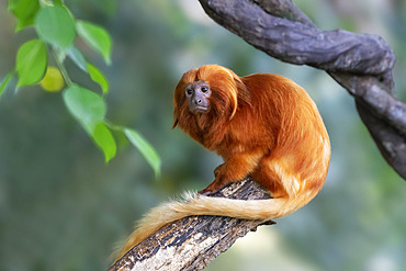 Golden Lion Tamarin (Leontopithecus rosalia) on a branch, South-East Brazil