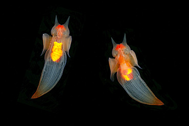 Couple of Sea Angel, Clione limacina, Arctic circle Dive Center, White Sea, Karelia, northern Russia