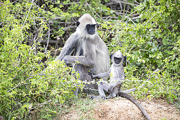 Tufted Grey Langur (Semnopithecus priam), mother with baby. Yala National Park, Southern Province, Sri Lanka.