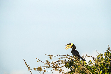 Malabar pied hornbills, male (Anthracoceros coronatus) perched in tree, Yala National Park, Southern Province, Sri Lanka.