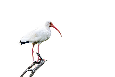 White ibis (Eudocimus albus) on a dead tree in Manuel Antonio Park, Costa Rica