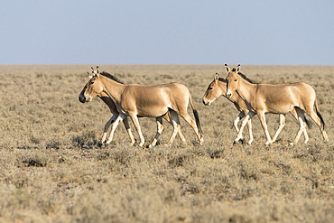 Asian wild ass (Equus hemionus) in a semi-arid steppe landscape of the Galba Gobi Desert, Ulgii Hiit, Mongolia