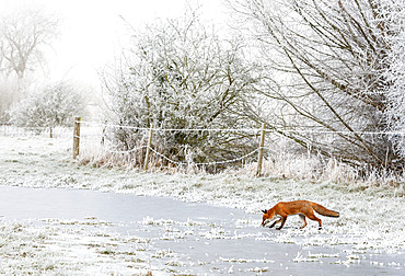 Red fox (Vulpes vulpes) walking on iced water, England