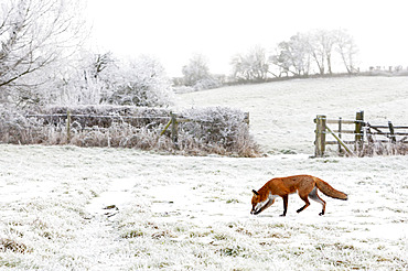 Red fox (Vulpes vulpes) standing in a frosty meadow, England