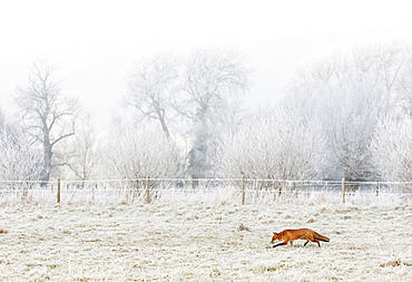 Red fox (Vulpes vulpes) standing in a frosty meadow, England