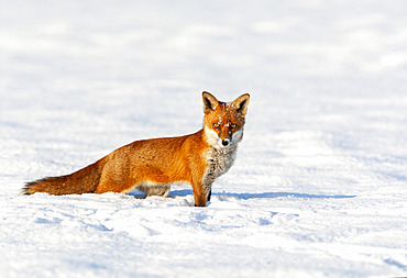 Red fox (Vulpes vulpes) standing in the snow, Engalnd