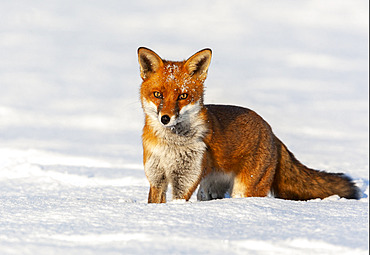 Red fox (Vulpes vulpes) standing in the snow, England