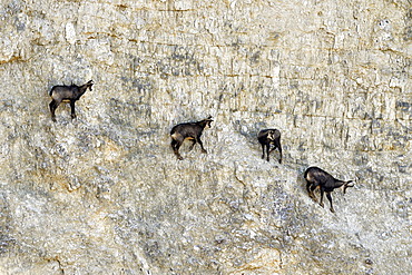 Chamois des Alpes (Rupicapra rupicapra) in quarry in operation, Mathay, Doubs, France