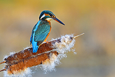 European Kingfisher (Alcedo atthis) perched on a seeded reed, Doubs, France