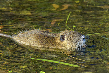 Coypu (Myocastor coypus), young individual near the Rhone, Haute Savoie, France