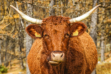 Young cow of the Salers breed, in the Ubaye valley, characteristic curly red coat, Alpes de Haute Provence, France