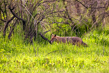 Golden Jackal (Canis aureus) walking in a meadow in spring, Danube Delta, Romania