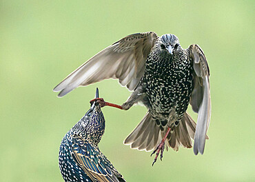 Starling (Sturnus vulagaris) fighting, England