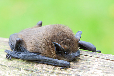 Common pipistrelle (Pipistrellus pipistrellus) adult resting on a branch, summer, Finistere, France