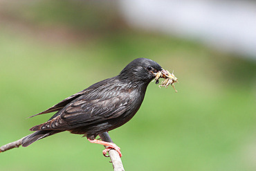 Spotless starling (Sturnus unicolor) adult male perched feeding with locusts in his beak, June, Spain