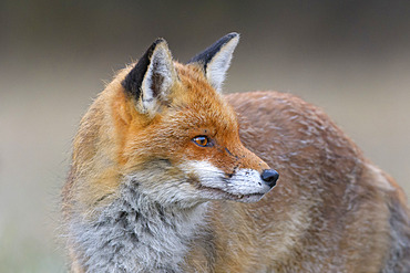 Red Fox (Vulpes vulpes), Winter, Germany, Europe