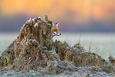 Red fox (Vulpes vulpes) in behind a tree trunk, Hesse, Germany, Europe