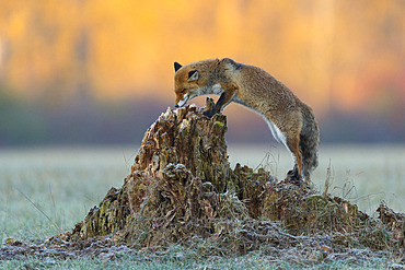 Red fox (Vulpes vulpes) sniffs on tree trunk, Hesse, Germany, Europe