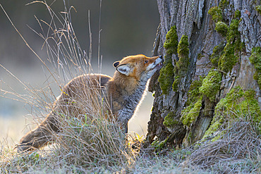 Red fox sniffs on tree trunk, Vulpes vulpes, Hesse, Germany, Europe