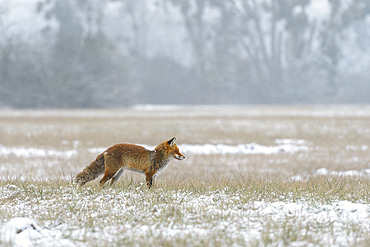 Red fox (Vulpes vulpes) in wintertime, Hesse, Germany, Europe