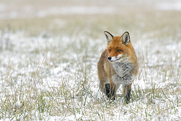 Red fox (Vulpes vulpes) in wintertime, Hesse, Germany, Europe