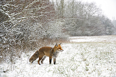 Red fox (Vulpes vulpes) in wintertime, Hesse, Germany, Europe