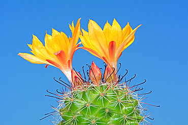 Cactus Mammillaria (Mammillaria sp) flowers on lbue background