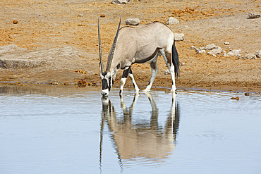 Gemsbok (Oryx gazella) drinking at the water hole, Etosha, Namibia