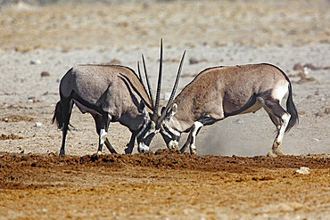 Gemsbok (Oryx gazella) fight, Etosha, Namibia