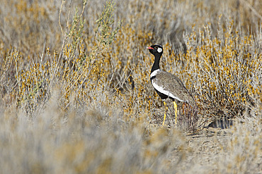 Northern Black Korhaan (Afrotis afraoides), Etosha, Namibia