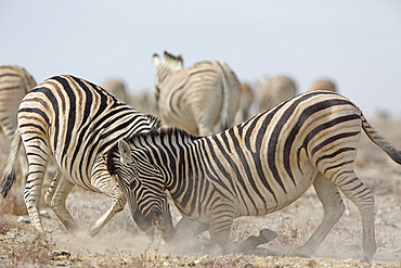 Burchell's Zebra (Equus quagga burchellii) fighting, Etosha, Namibia