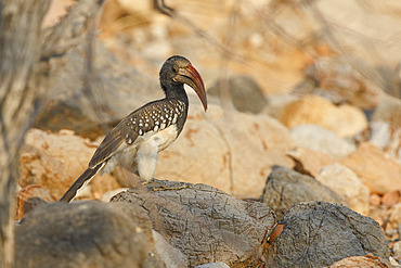 Monteiro's hornbill (Tockus monteiri), Warmquelle, Namibia