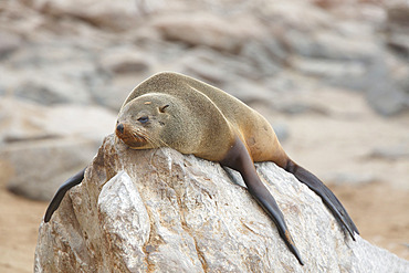 Cape fur seal (Arctocephalus pusillus), Cape Cross, Namibia