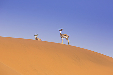 Kalahari Springbok (Antidorcas marsupialis hofmeyri), Sossusvlei, Namibia