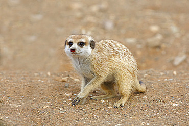 Meerkat (Suricata suricatta), Gariganus farm, Namibia