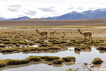 Vicugna (Vicunia vicunia) on altiplano, El Tatio Atacama Chili