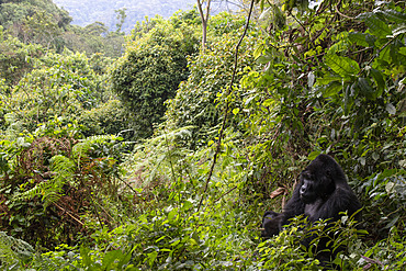 Mountain gorilla (Gorilla gorilla berengei), Uganda