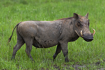 Warthog (Phacochoerus africanus), Lake Mburo National Park, Uganda