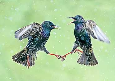 Starling (Sturnus vulagaris) fighting in falling snow, England