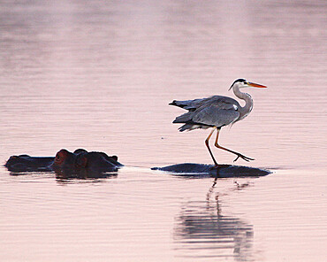 Grey heron (Ardea cinerea) at dawn posted on the back of a hippopotamus (Hippopotamus amphibius) at a waterhole. Kruger NP South Africa